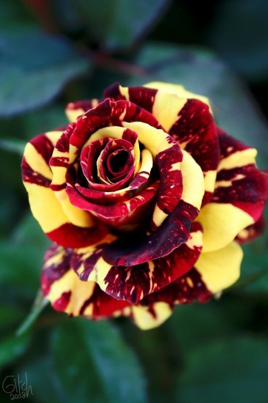 MelpomenaK's tweet photo. A smile is a curve that sets everything straight.
- Phyllis Diller
#DobroUtro https://t.co/XpeIHw9K2f