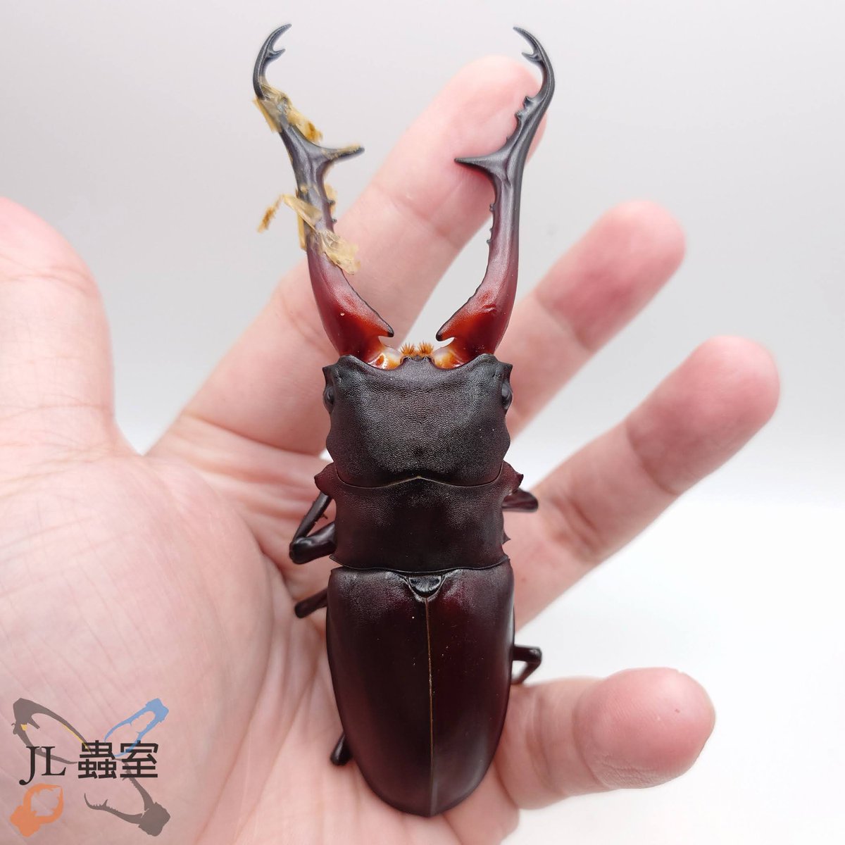 jlbeetle's tweet photo. Prosopocoilus giraffa keisukei

CBF1 /107*54
Peak /Last 54.6g
Pupa 29.5g
Eclsion 111+mm

#ギラファ #ケイスケ #ケイスケギラファ https://t.co/VaKfYAYGx3