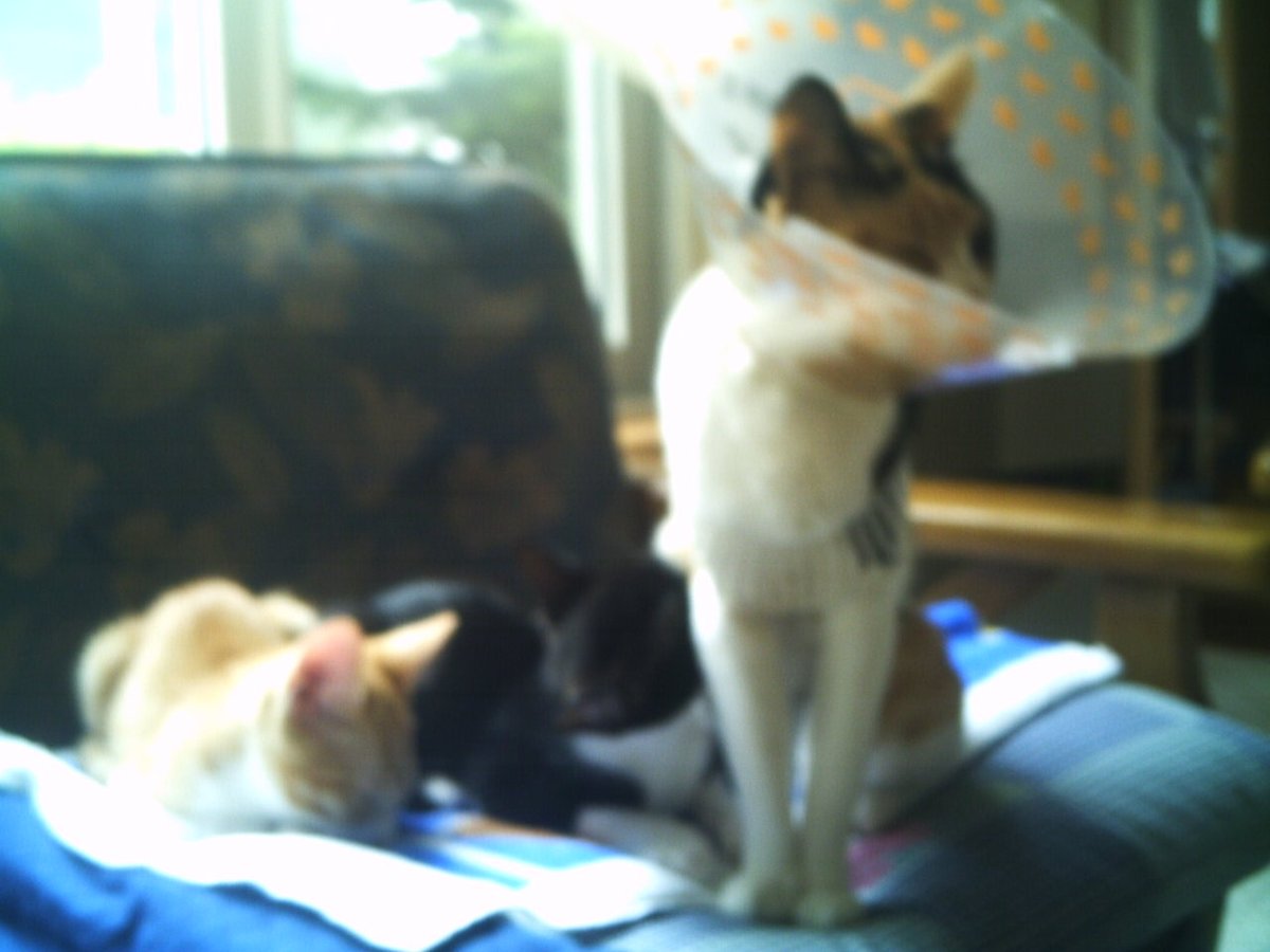 Na_sun's tweet photo. これも生後3ヶ月ぐらい。お母さん猫の避妊手術があったのでカラー巻いてます。狭いところに潜りたがる。当時高校生、鞄の中に忍び込まれたりしてました https://t.co/5Vm1sT0hu6