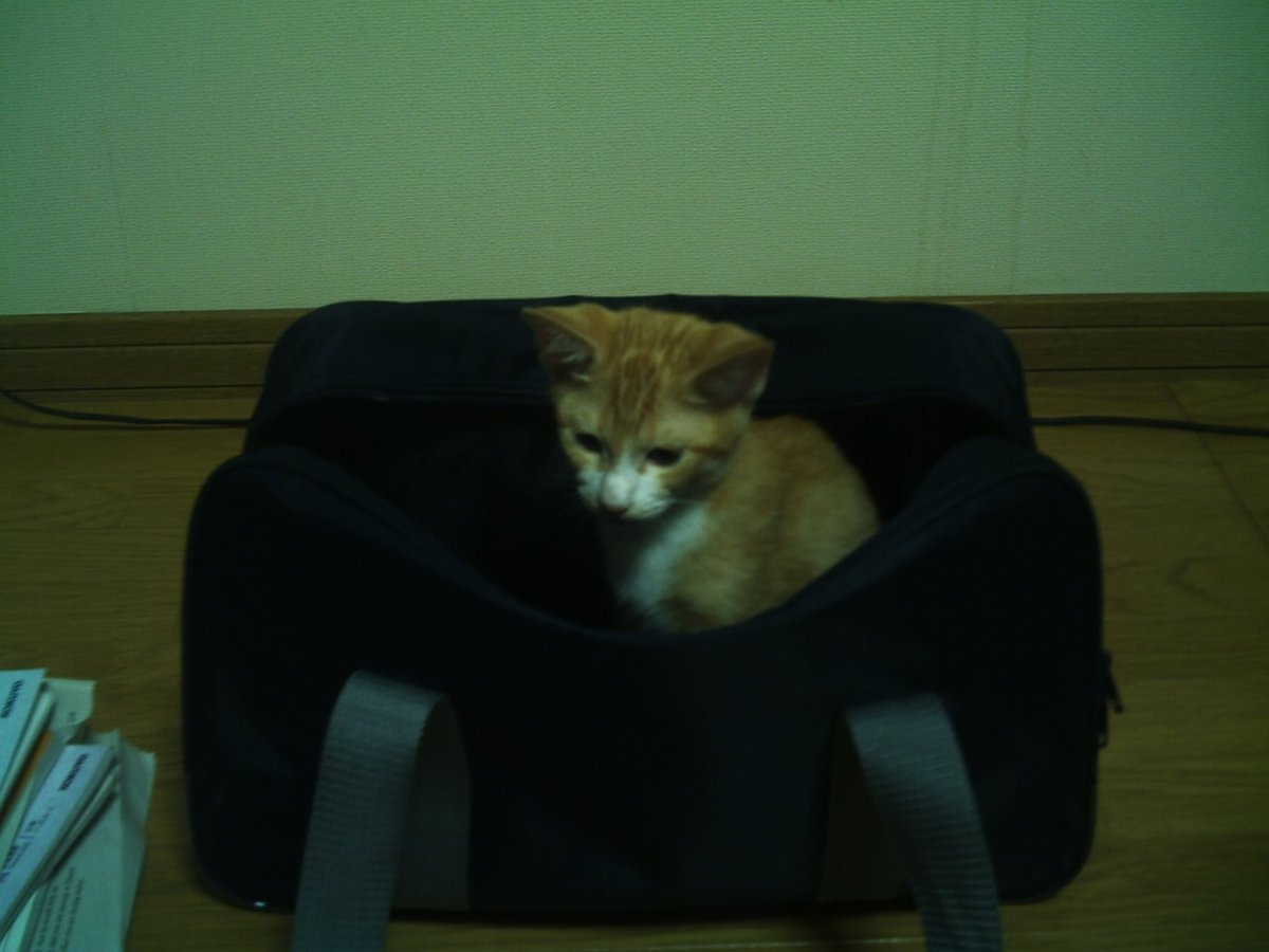 Na_sun's tweet photo. これも生後3ヶ月ぐらい。お母さん猫の避妊手術があったのでカラー巻いてます。狭いところに潜りたがる。当時高校生、鞄の中に忍び込まれたりしてました https://t.co/5Vm1sT0hu6