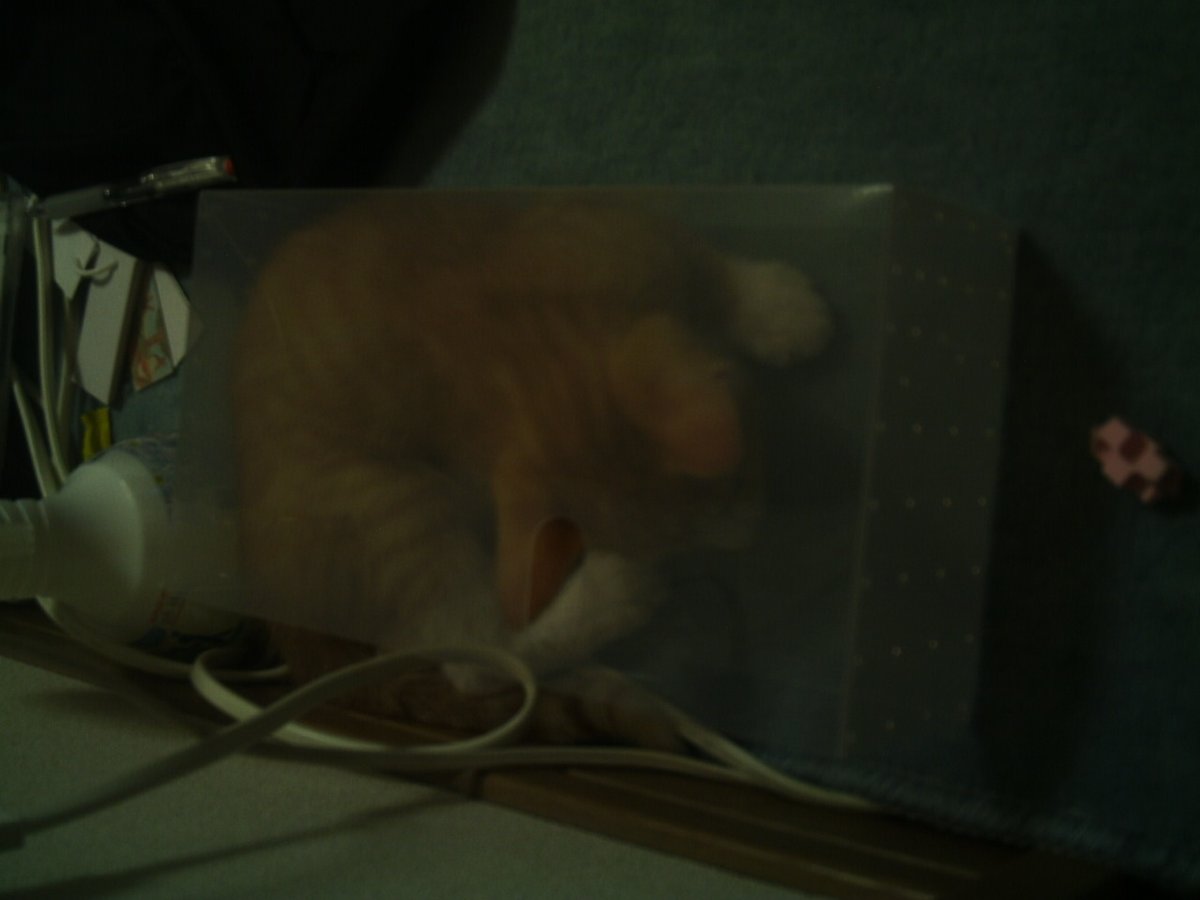 Na_sun's tweet photo. これも生後3ヶ月ぐらい。お母さん猫の避妊手術があったのでカラー巻いてます。狭いところに潜りたがる。当時高校生、鞄の中に忍び込まれたりしてました https://t.co/5Vm1sT0hu6