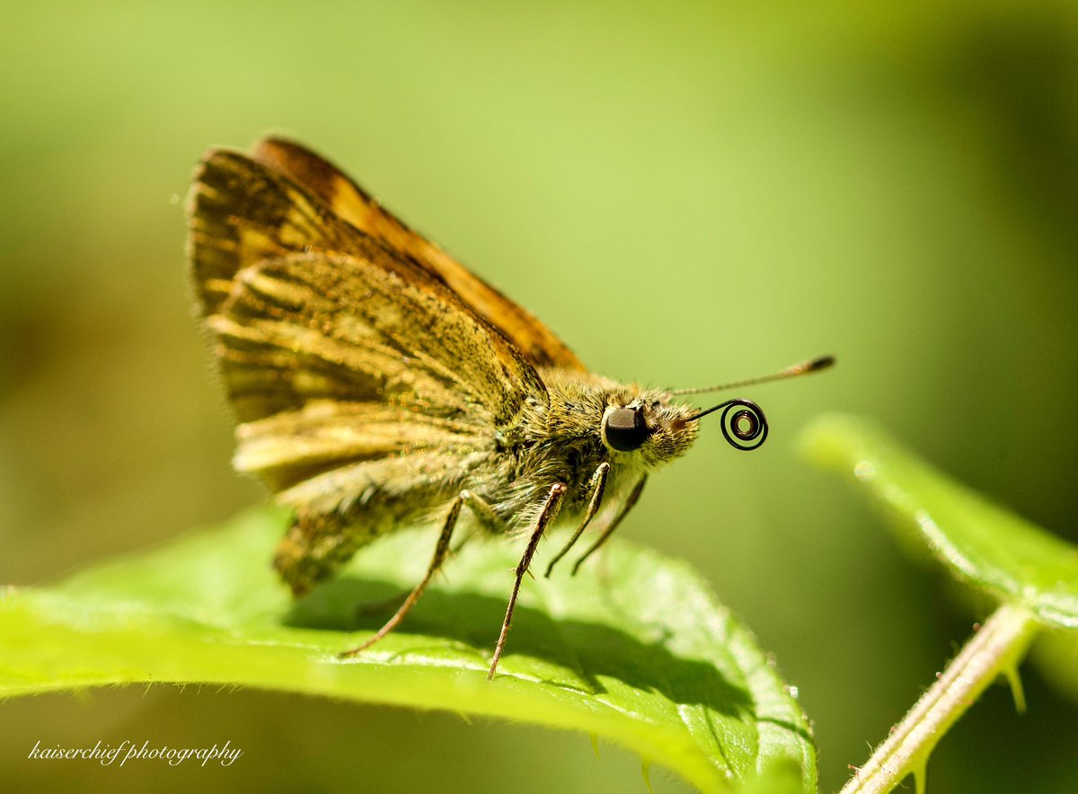 Kaiserchief3's tweet photo. Curly Wurly!
@savebutterflies https://t.co/ibo6y7mf7y