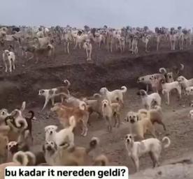 AstroTheDread's tweet photo. @darkwebhaber Bune amına koyim bunlar messiyi mafya kolluyor diyor. Bide şu yorumlarda söven bot hesaplara bak. Hepsini biri yönlendiriyor. Anonim hesap, konumları bile yok. Bide messiye mafya diyolar. https://t.co/TtOWYlytzw