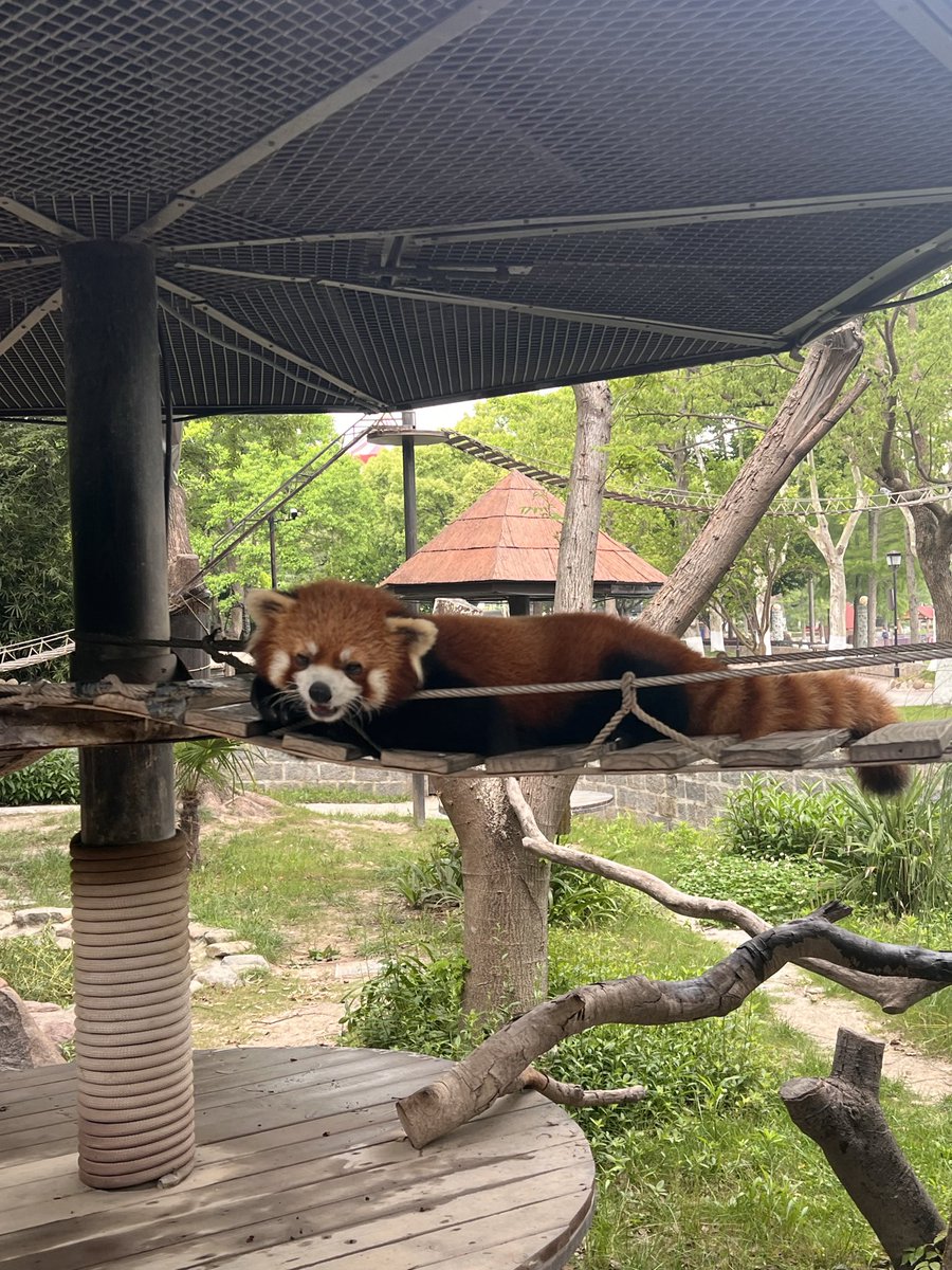 Landy34206142's tweet photo. Red Panda. Just chilling https://t.co/bpeRikhIq7