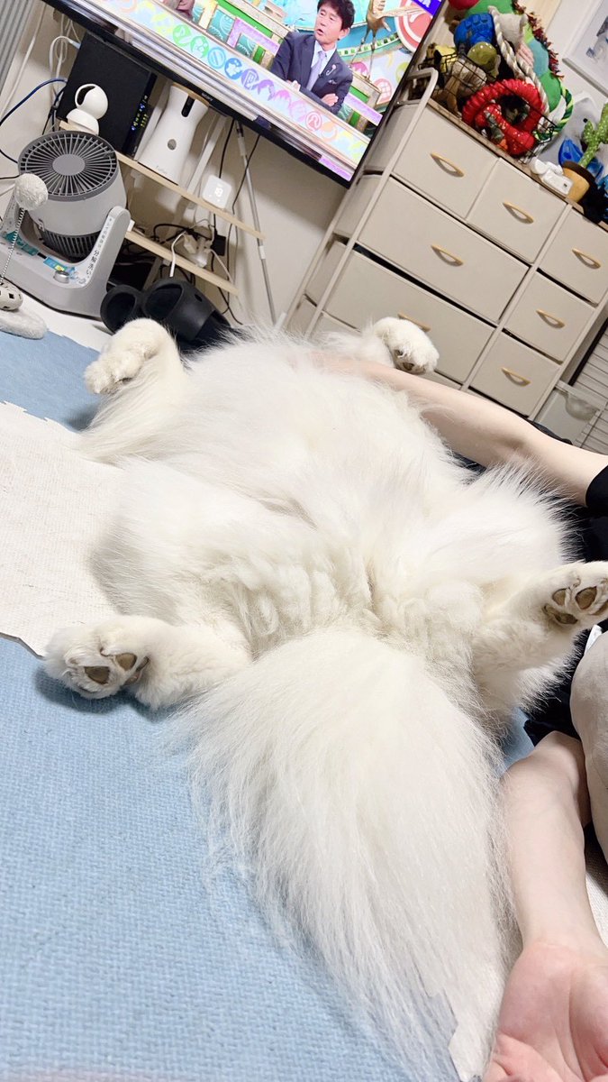 samoyed_dazs's tweet photo. このフォルムに癒される https://t.co/nIwS1NkbyJ
