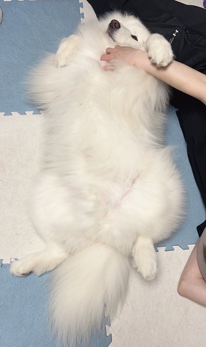 samoyed_dazs's tweet photo. このフォルムに癒される https://t.co/nIwS1NkbyJ