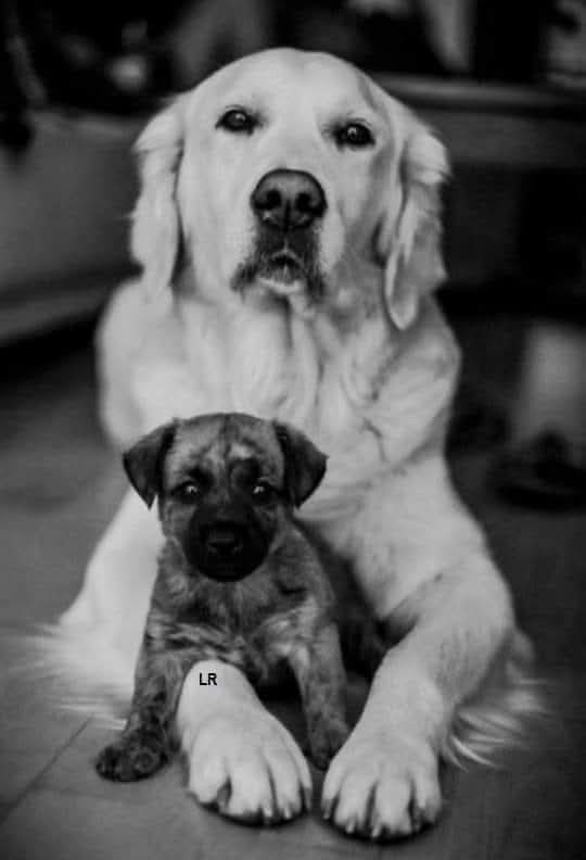 CuoreIschitano's tweet photo. "Gli occhi di un animale hanno il potere di parlare un grande linguaggio."

M. Buber https://t.co/RxqjhdpVyZ