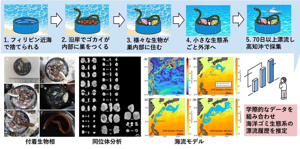 alciopidae's tweet photo. 南の海でゴカイがボトルキャップに巣をつくり、巣が隠れ家となり小さな生態系ができ、300個体以上の生物が70日以上かけて日本近海へと漂流してきた、ということを様々な視点から推定した論文がでました。

まとめるのはなかなか大変でしたが、面白い論文になったかと思います。
ゴミはゴミ箱に！ https://t.co/98tk4FY6oO