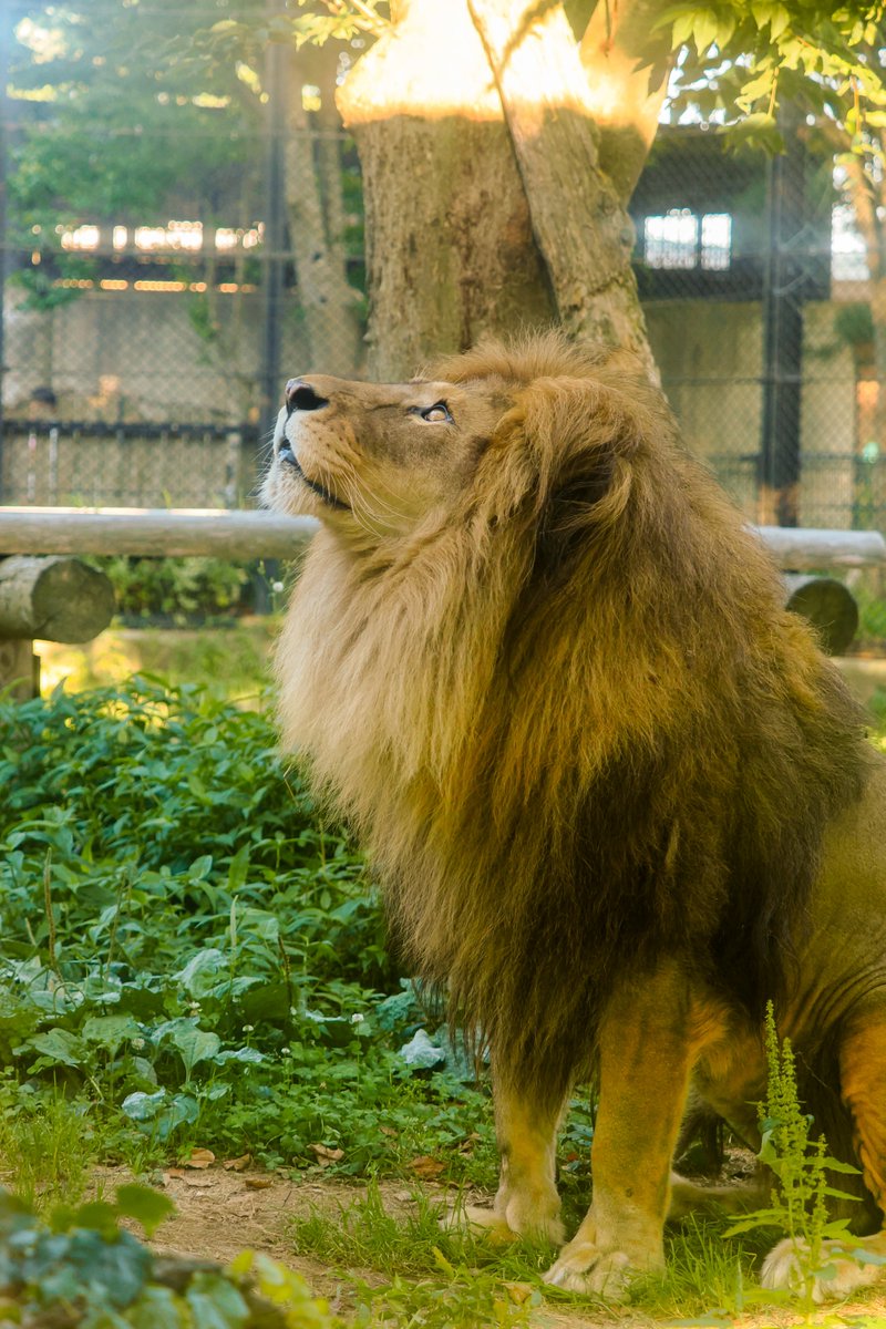 omoriyama_zoo's tweet photo. 夕陽に照らされた #ライオン の #ロアー
金色の瞳やたてがみが一層美しく映えます✨️

7月の毎週土曜は #夕涼み動物園 で19時まで開園🎐(入園は18時30分まで)  #大森山動物園 https://t.co/GmyzhOVBFH