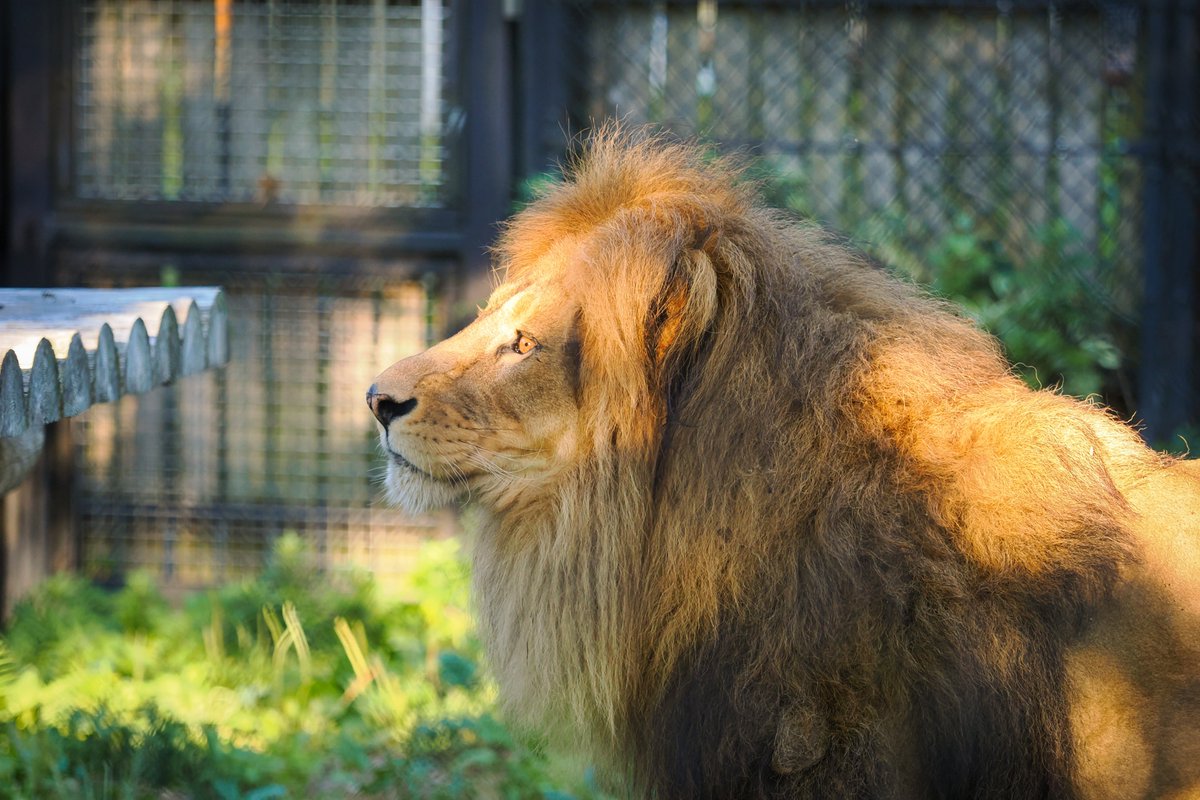 omoriyama_zoo's tweet photo. 夕陽に照らされた #ライオン の #ロアー
金色の瞳やたてがみが一層美しく映えます✨️

7月の毎週土曜は #夕涼み動物園 で19時まで開園🎐(入園は18時30分まで)  #大森山動物園 https://t.co/GmyzhOVBFH