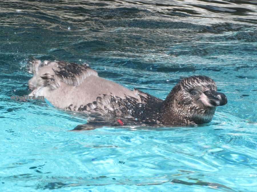 RumiDonald's tweet photo. 換羽中に泳いでますけど何か？
と言ってます？
＃天王寺動物園　＃フンボルトペンギン　＃換羽
2026.7.9📷 https://t.co/TCH6S5Jy25