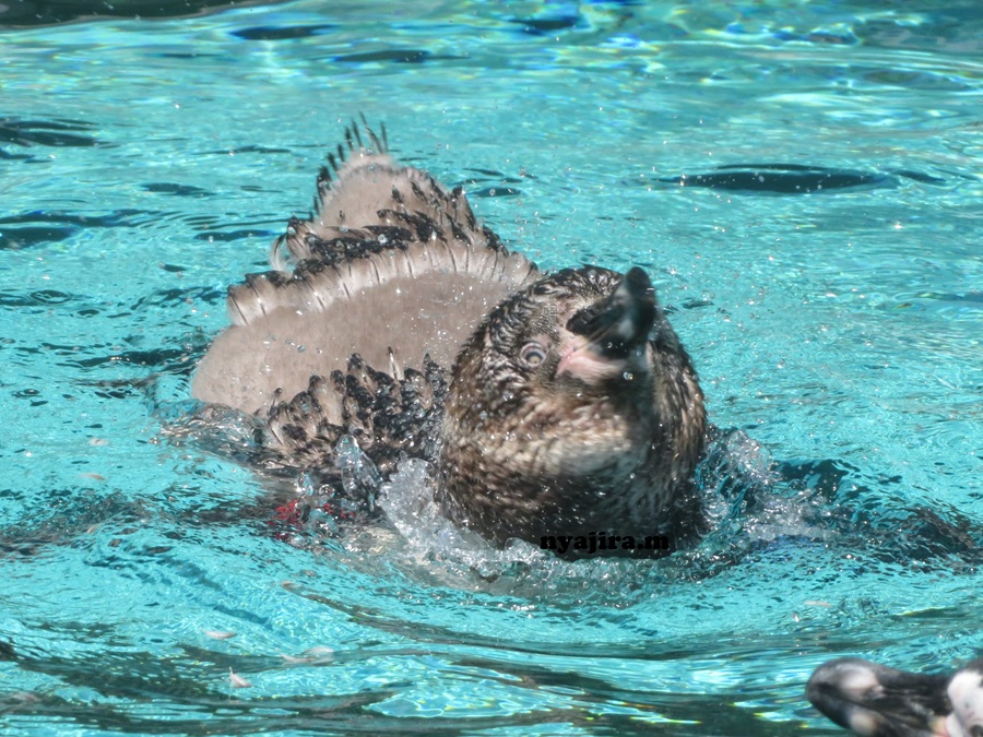 RumiDonald's tweet photo. 換羽中に泳いでますけど何か？
と言ってます？
＃天王寺動物園　＃フンボルトペンギン　＃換羽
2026.7.9📷 https://t.co/TCH6S5Jy25
