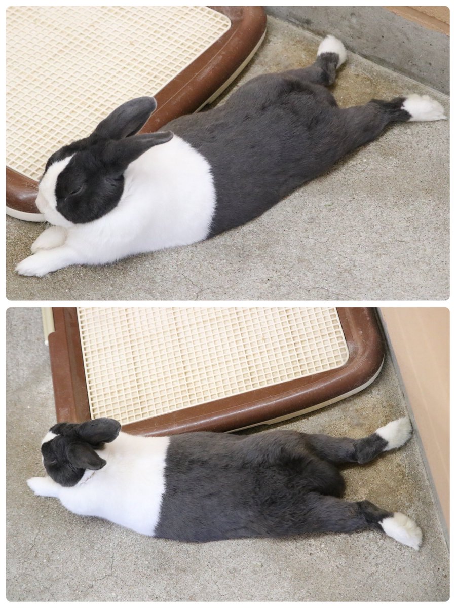 うさぎさん 休日のニャリサン」と称されたうさぎさん