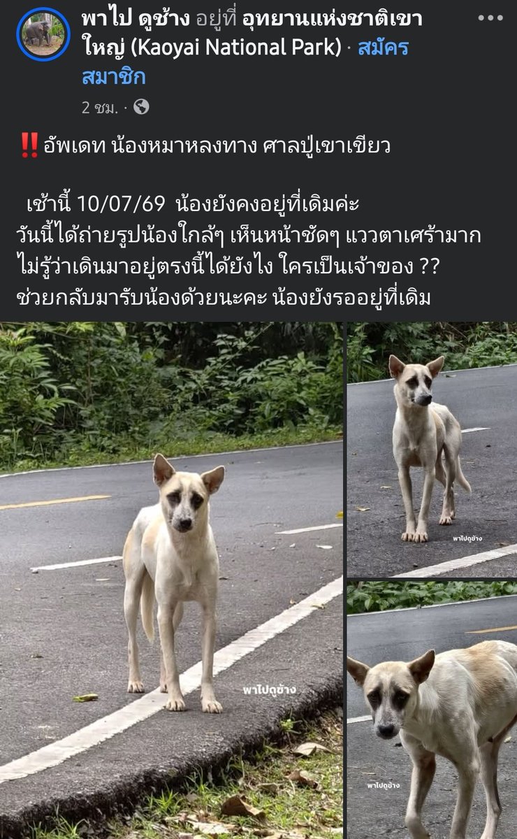 carbaranooo's tweet photo. อยากรู้ใจคอคนทิ้งหมาที่เขาใหญ่ตอนนี้น้องอยู่ที่ศาลปู่เขาเขียวมา 1 คืนแล้วได้อาหารกล่องที่คนใจดีให้กิน จนท.ยังจับไม่ได้น้องหนี หลายเพจมีภาพคลิปดีเทล ถ้าไม่รักแล้ว ก็แค่หาบ้านให้เค้าทำแบบนี้อันตรายมาก หรือถ้าทำหลงจริงๆรีบมารับน้องเถอะ🥲

https://t.co/ipcJYcmd0u https://t.co/bPEyMIecUA