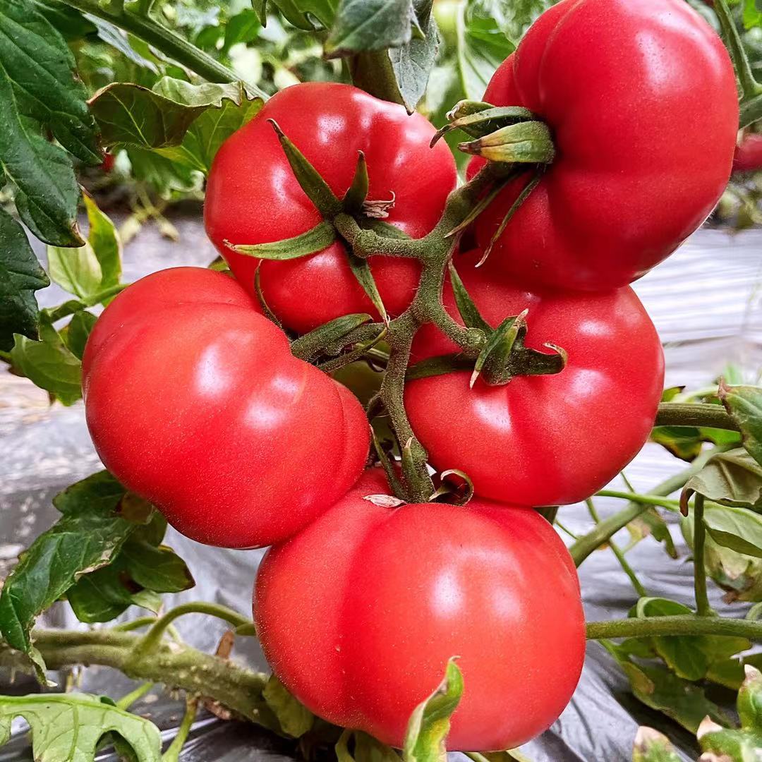 Marta03j's tweet photo. Just tried the new organic cherry tomatoes—burst with sweet, sun-ripened juice, no weird aftertaste! Perfect for salads or snacking. #FreshFind #FoodTest https://t.co/6oh7Fd9phI