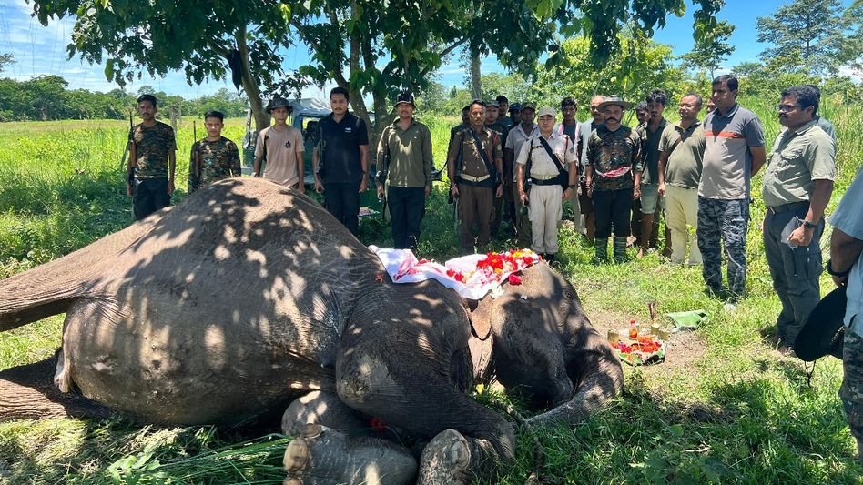 AMAZlNGNATURE's tweet photo. Forest officials in India bid farewell to legendary patrol elephant Joymala

Joymala served Kaziranga National Park for 34 years and gained international recognition after surviving a dramatic encounter with a tigress during a routine forest patrol in 2004 https://t.co/4EVDeNzJV6
