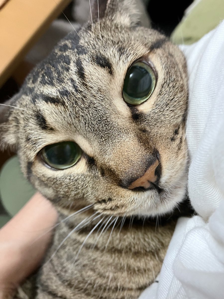 oneptvxq's tweet photo. なんか今日も朝から眠い😪… 
このまま まろ抱っこして昼寝したい🥹

…( ߹꒳ ߹ )うぅ 仕事だから行ってくるねぇ～待っててね～😭

#キジトラ #猫  #猫写真
#ねこかわいいね #ねこ 
#猫のいる暮らし #今日のまろたそ https://t.co/xxtqM80sVN