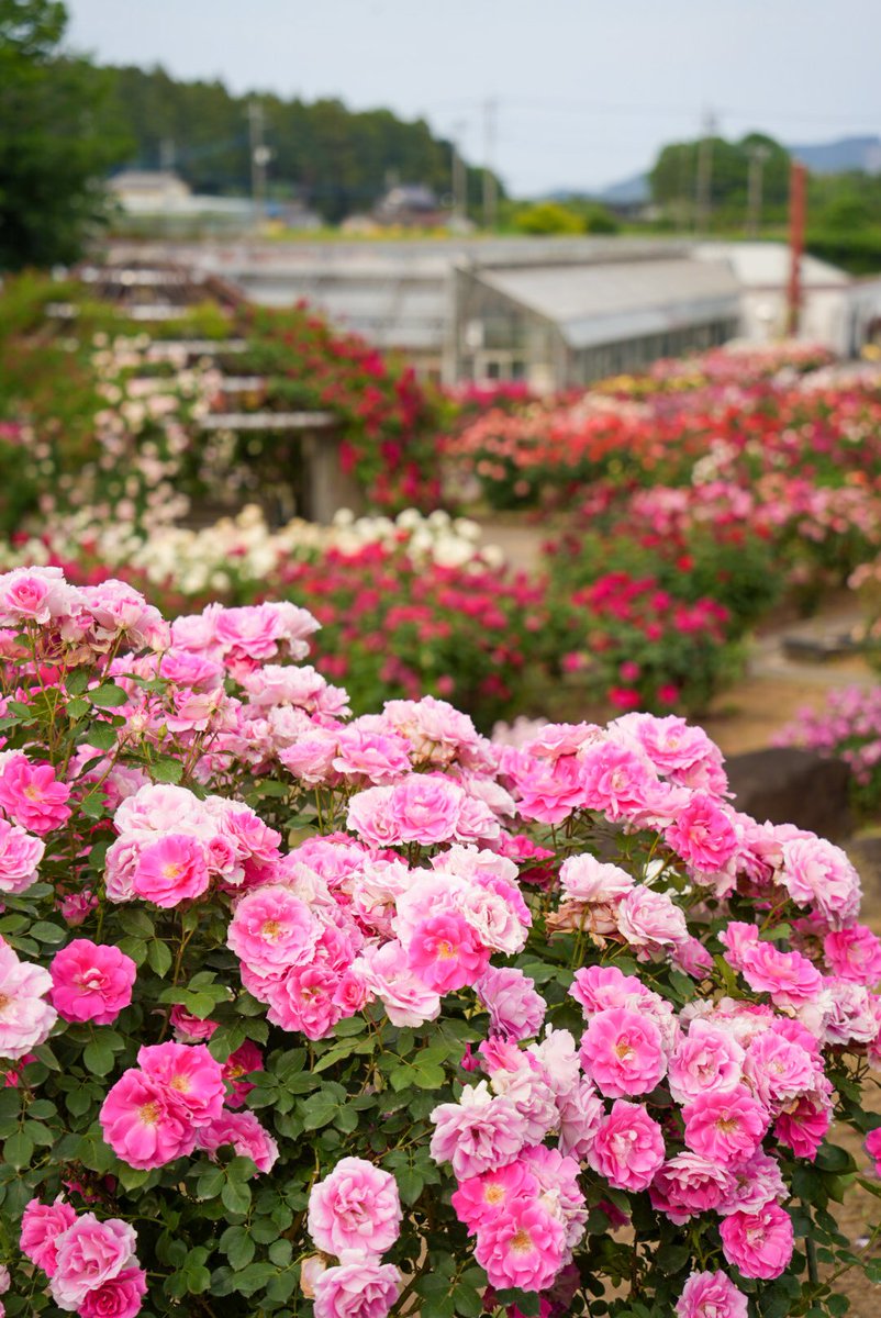 esorablog's tweet photo. いばらきフラワーパーク（茨城県）

バラが満開

20260520 https://t.co/wdmSuJDsiv