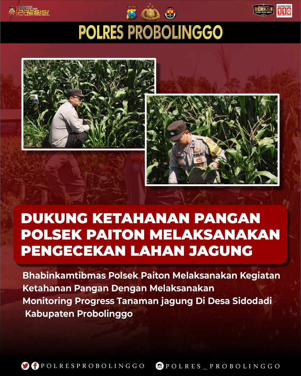 MapolsekT's tweet photo. Bhabinkamtibmas Polsek Paiton melaksanakan monitoring dan pengecekan perkembangan tanaman jagung di Desa Sidodadi, Kabupaten Probolinggo, sebagai bentuk dukungan terhadap program ketahanan pangan nasional. https://t.co/ZFHZCYxmpb