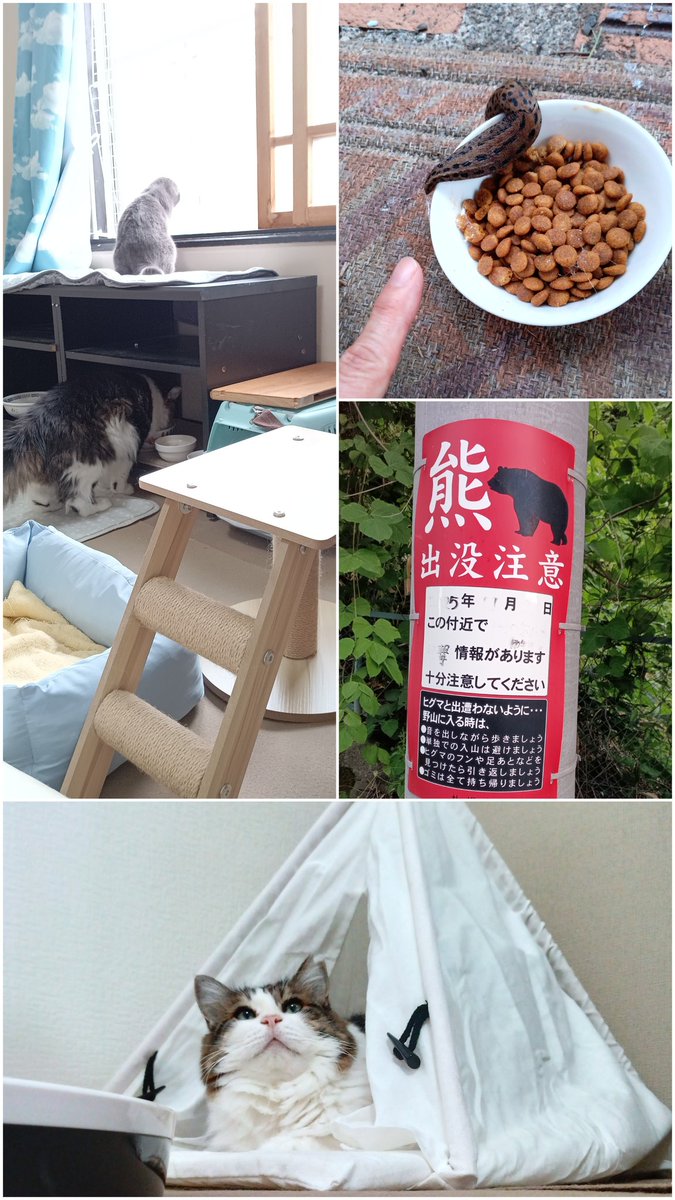 Knishida1839's tweet photo. オドちゃん脱走後もモモとグリは我関せず寛いでいる。オドちゃん用のフードを玄関前に置くとキツネか巨大なナメクジに食べられる😢
登山口でしか見たことない熊出た看板あり…君は一体どこへ行ってしまったんだい？🥺　家では母は早朝・夜な夜な「オドちゃ〜ん」と窓から叫んでいるよ（近所ﾒｲﾜｸ） https://t.co/SO4jMloB7R