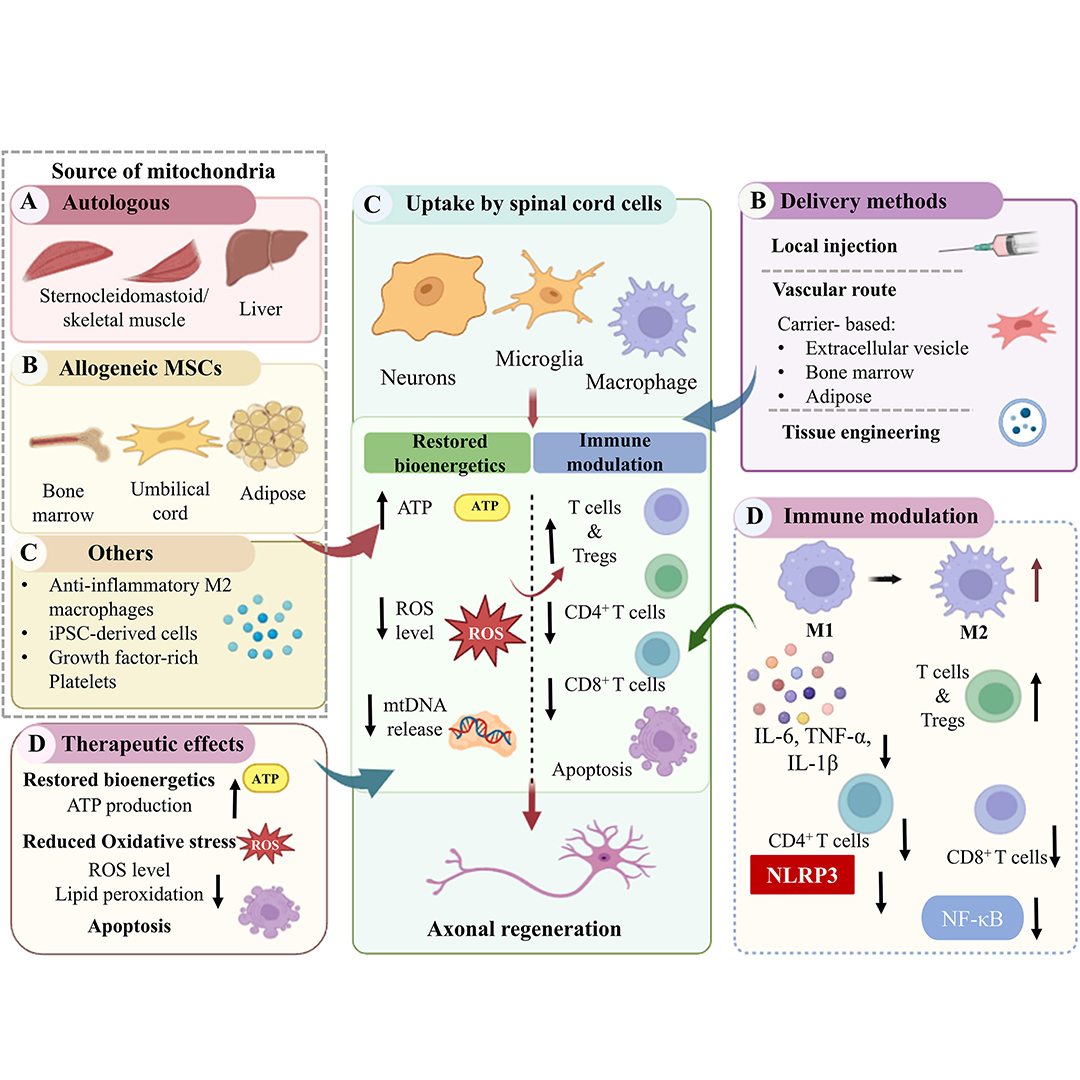 GenesNDiseases's tweet photo. Recovery after #SpinalCordInjury depends on limiting secondary damage.
This review highlights #MitochondrialDysfunction as a driver of #neuroinflammation and explores #mitochondria-targeted therapies to improve outcomes. #Mitophagy
#OpenAccess: https://t.co/z13LVycHCt https://t.co/VNdgOkoz5A