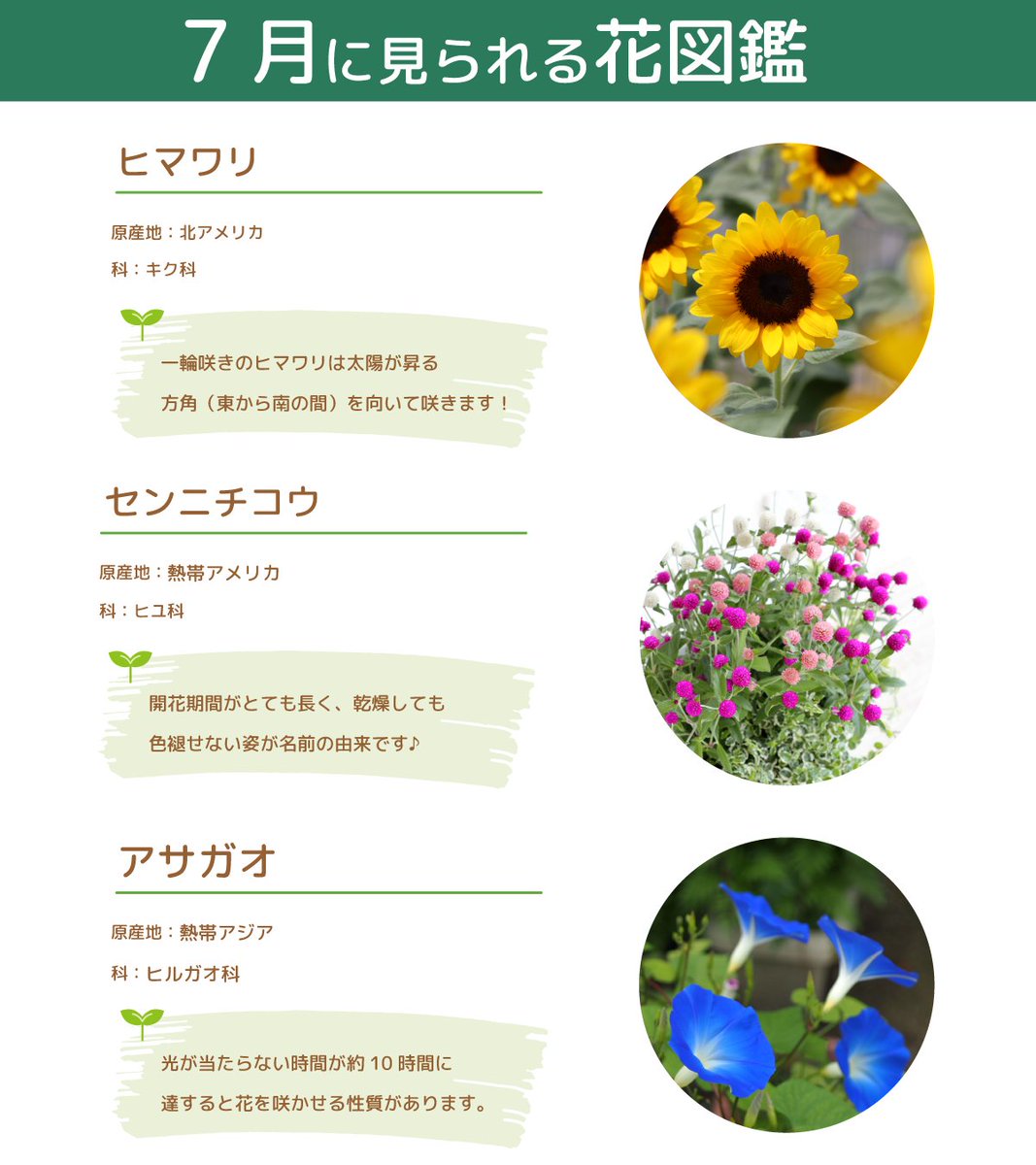 🌼年間花図鑑 7〜8月編🌼 来年3月開幕のGREEN×EXPO 2027をより楽しめる