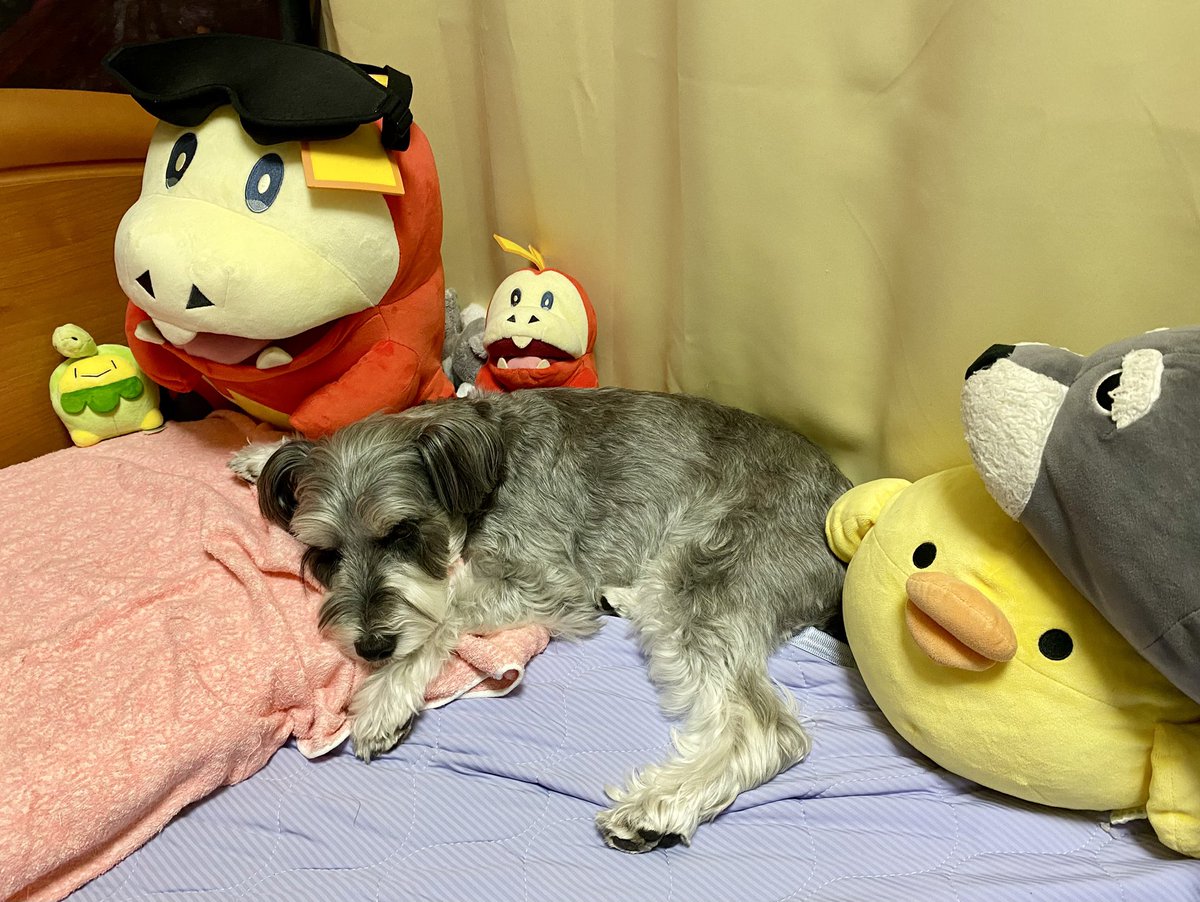 datechaki's tweet photo. ぬいぐるみに紛れる🧸

最近この位置が好きみたい😊

#ミニチュアシュナウザー
#犬のいるくらし https://t.co/16egYPCofC