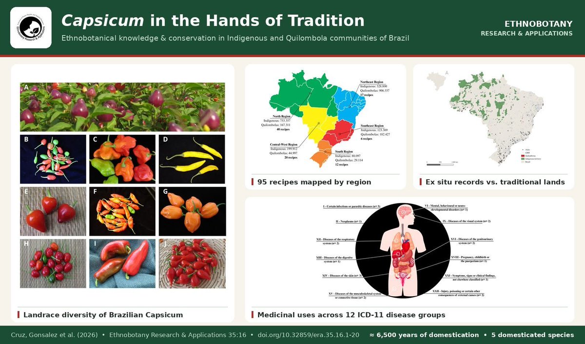 1234eraa's tweet photo. For Brazil's Indigenous and Quilombola communities, Capsicum is a 6,500-year-old living heritage — woven into recipes, remedies, and rituals. New research maps this diversity before it's lost. 📷
https://t.co/616iu7yAXX https://t.co/zDah3F5KI5