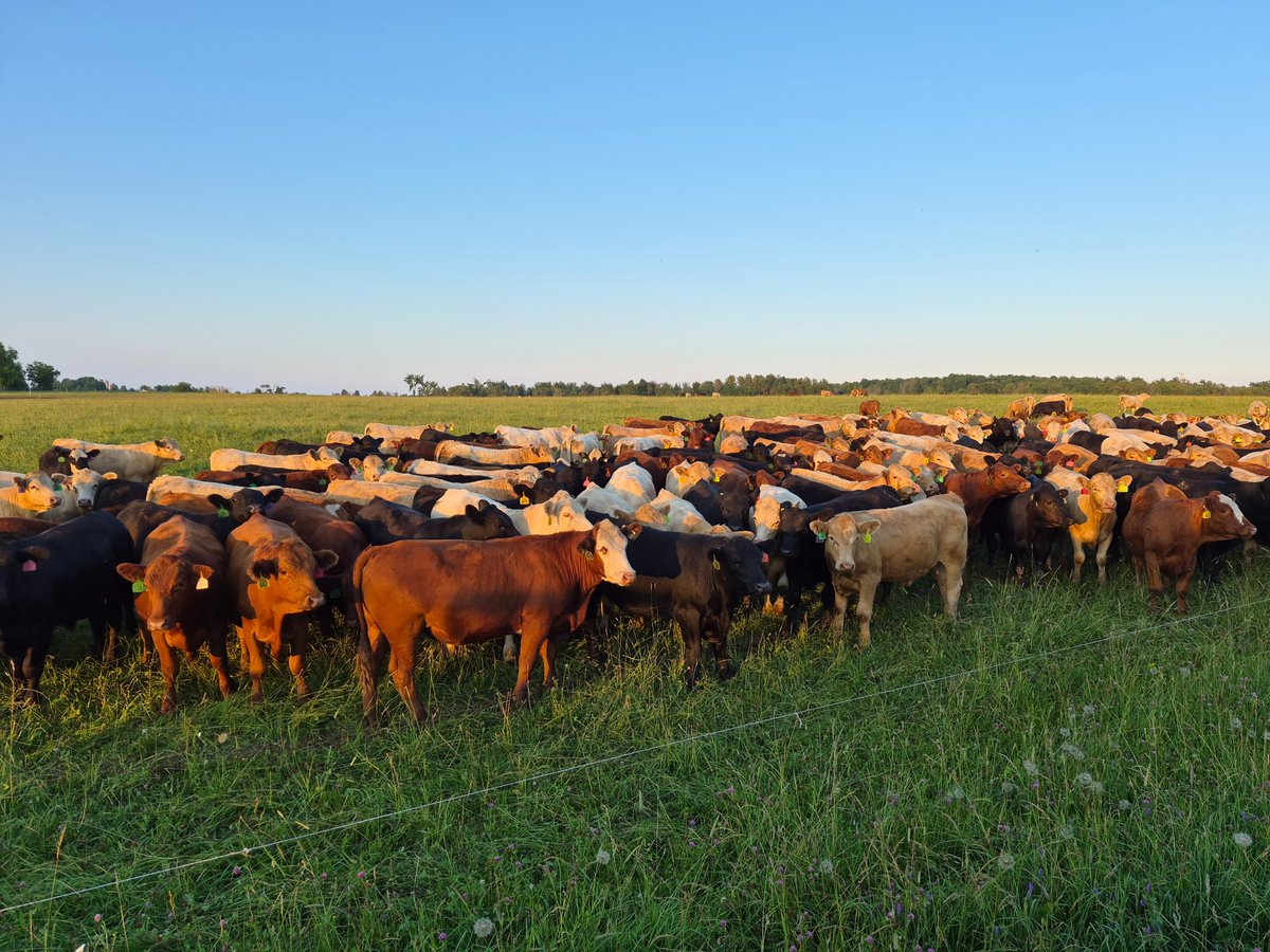 BeefFarmersON's tweet photo. It was a great evening at the Grey-Dufferin Community Pasture Twilight Meeting, learning more about the pasture. A BIG thank you to Pasture Manager @MikeSwidersky, and everyone who organized and participated in the event. And, of course, thanks for the delicious beef on a bun! https://t.co/n4a7MOqoDj