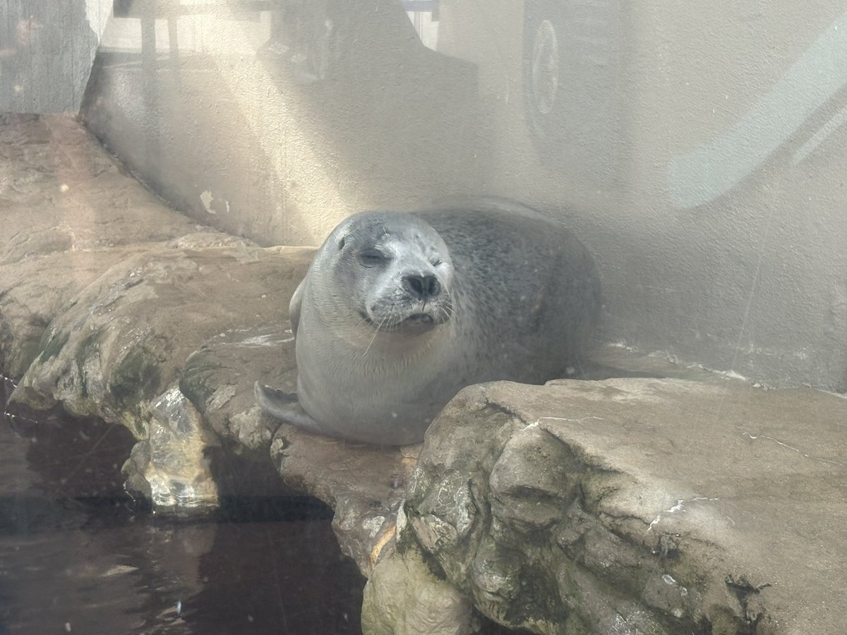 amoebatwt0's tweet photo. I SAW SEALS AND SEA LIONS AT THE AQUARIUM TODAY https://t.co/vNdtmaYrpe
