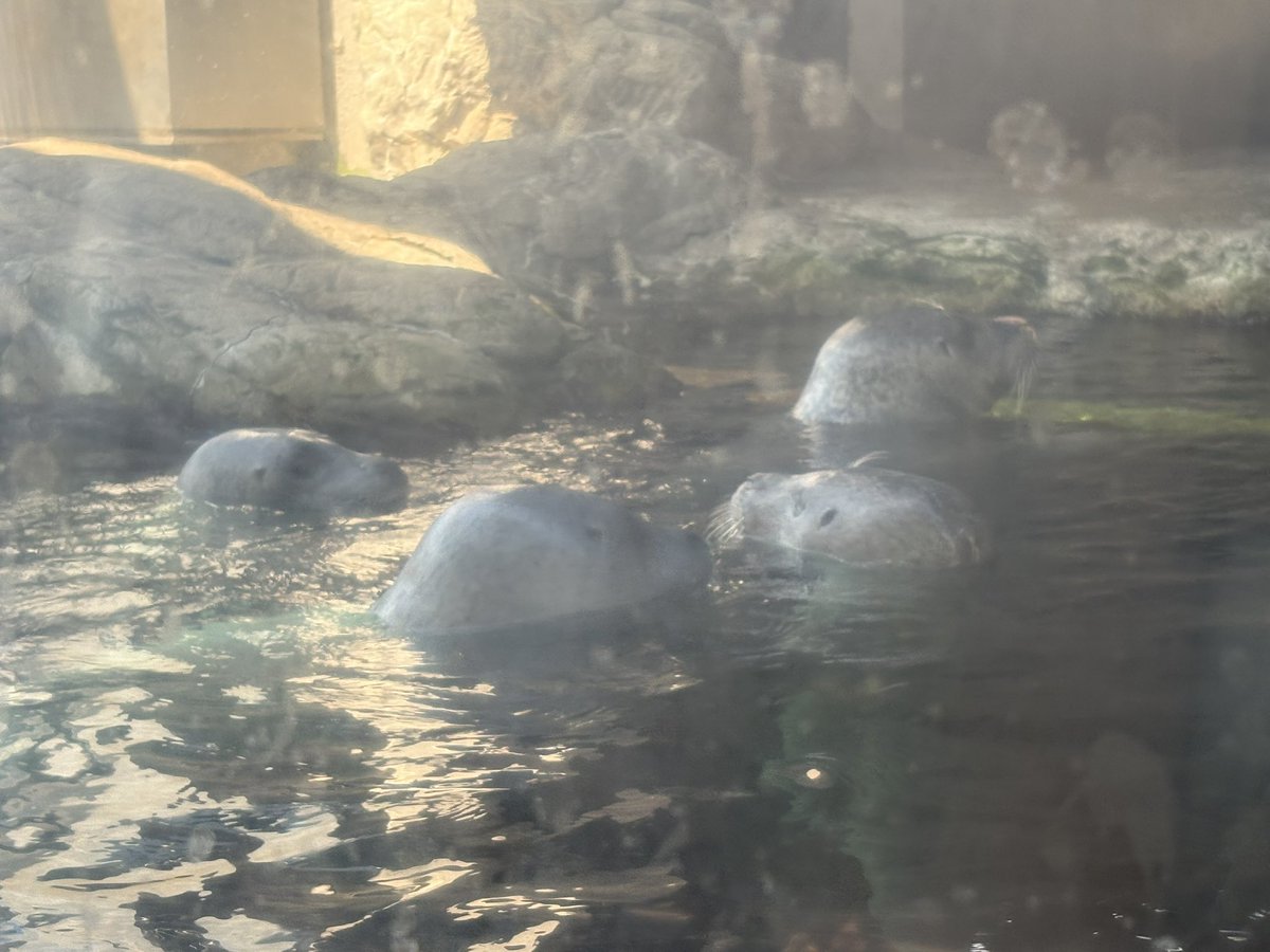 amoebatwt0's tweet photo. I SAW SEALS AND SEA LIONS AT THE AQUARIUM TODAY https://t.co/vNdtmaYrpe
