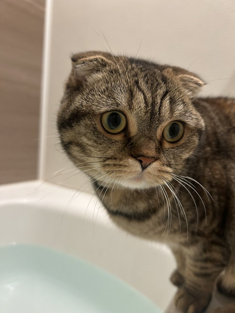 maigo_chamame's tweet photo. 🚨猫を探しています🚨

長野県御代田町で行方不明になった

スコティッシュフォールド・2歳・メス
茶豆（ちゃまめ）です。

似ている猫を見かけた方、保護されている方、小さな情報でも構いませんので、ご連絡いただけると大変助かります。

#拡散希望  #迷子猫探しています #迷子猫 #御代田町 https://t.co/05K8t92Kt4