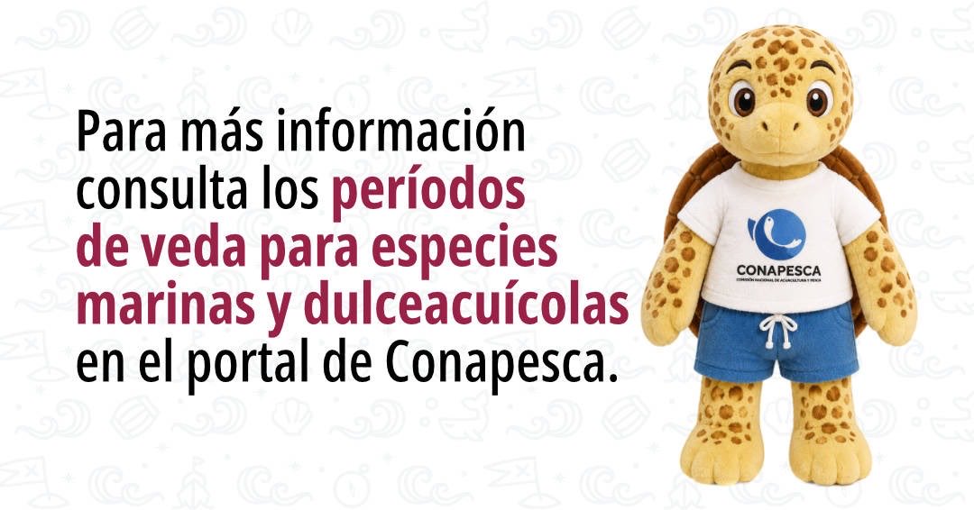 Conapesca's tweet photo. 3/3 https://t.co/NMfpGMwWtm