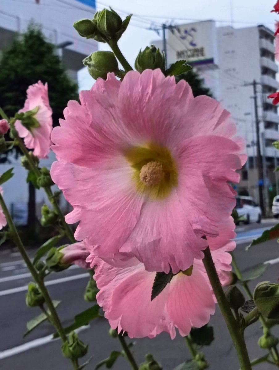 biblator's tweet photo. おはようございます｡⁠◕⁠‿⁠◕⁠｡
今23℃、26℃迄の予報です🙋

暑くて雨☔だし蒸してます💧💧💧
北海道じゃないみたい。
ココロは晴れやかに ❢❢😉😉😉
今日もいい日にしましょうね✨✨
どうか、お元気で😌😌😌

↓金曜の今朝は、
　ラジオ📻️で聴いた素敵な曲 ❢❢❢
https://t.co/XLh9AeB0Ul https://t.co/rsWLSxcH57