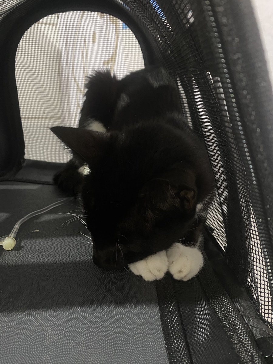 pjmpeitos's tweet photo. ela ja foi uma gatinha gordinha e feliz e hoje ta lutando pra continuar viva https://t.co/9DrKWqK4JU