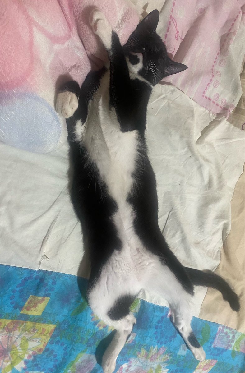 pjmpeitos's tweet photo. ela ja foi uma gatinha gordinha e feliz e hoje ta lutando pra continuar viva https://t.co/9DrKWqK4JU