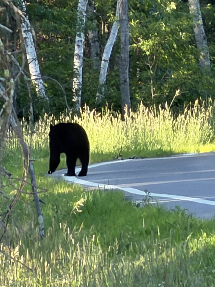 BlueBaby222's tweet photo. Bear https://t.co/oqoadDH4oO