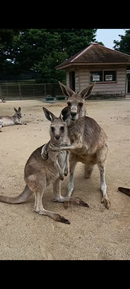 hibiki_kangaroo's tweet photo. 2頭で仲良くカメラ目線を決めてくれたのは
 左：ナズナ（♀1歳）
 右：モコ（♀15歳) です📸
実はこの後、モコがナズナに構いすぎたせいかナズナは少し嫌そうな様子で去っていきました🦘💨
動物達も適度な距離感は大事なのかもしれませんね😅
#グリーンパーク　#カンガルー広場　#オオカンガルー https://t.co/Wv0XI5nKjy