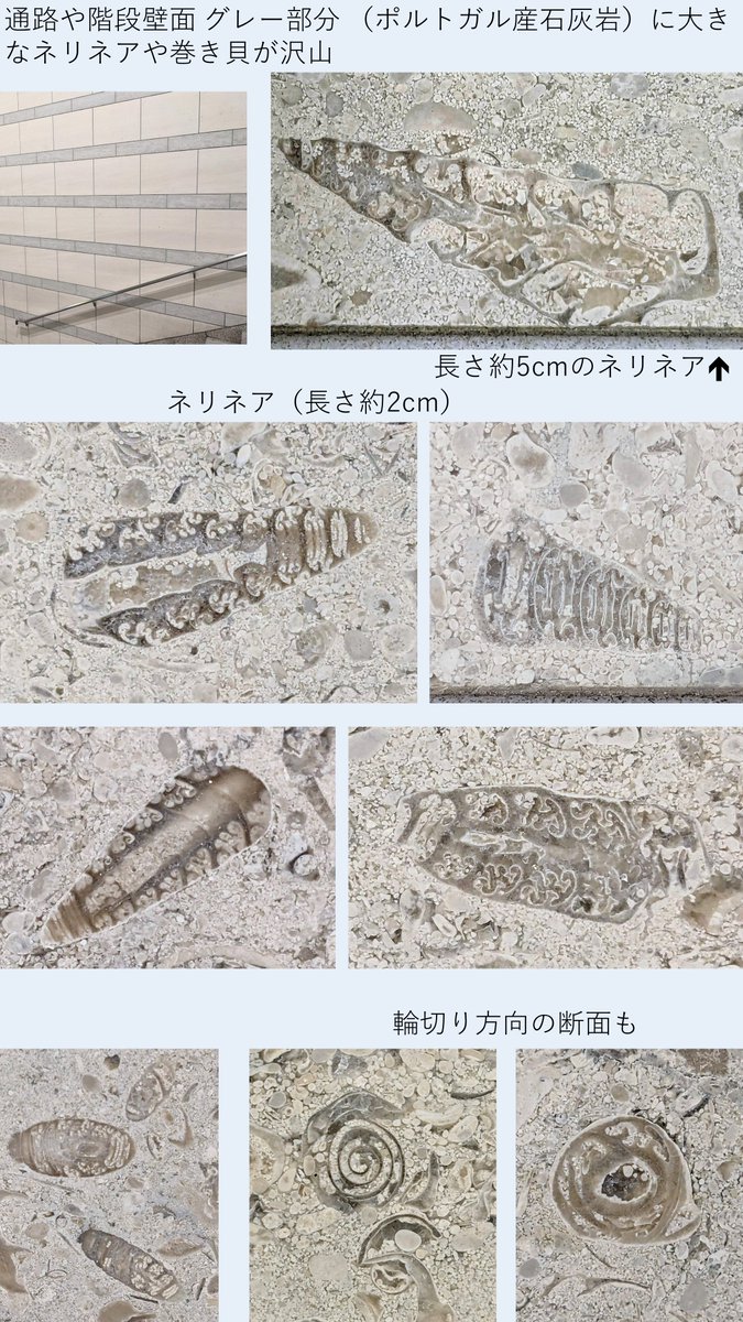 y3puente's tweet photo. ＃金曜日だから化石貼る #街の中で見つかるすごい石
街化石 ：品川インターシティ
一部改装との事で再訪~石材の壁面前にソファーが新設されてました👀
通路壁(ポルトガル産石灰岩)の大きなネリネアや巻き貝、モカクリーム石材部分の細長~いネリネアは変わらず多数です！
リプのレポも宜しければ~⇩🙇 https://t.co/exx98HiaXF