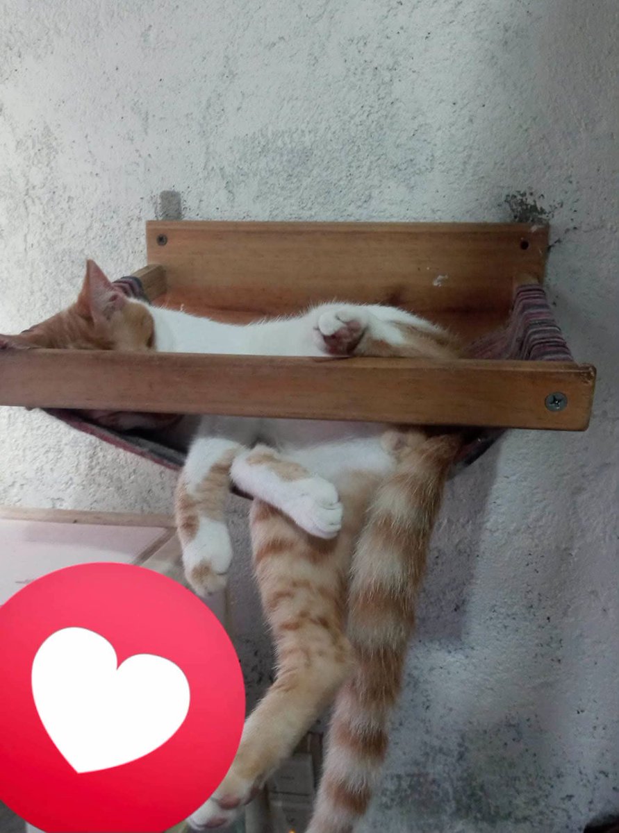 lyssitta's tweet photo. Hoy queremos contarles la historia de Tito. 🐾

Tito llegó solito a mi casa alrededor de las 4:00 de la madrugada. Lloraba frente a la puerta. Al principio pensé que era de algún vecino, así que solo le saqué comida, pero él no se iba; seguía llorando. Me acerqué para verlo mejor y descubrí que tenía laceraciones en la piel y heridas en sus patitas. No sabía qué le había sucedido.

Lo tomé y lo llevé de a emergencias, Le realizaron exámenes, radiografías y una ultra por algún golpe interno .
El veterinario me explicó que algunas de sus heridas eran compatibles con impactos de balines.

Cuando regresamos a casa quedó bajo resguardo. Si alguien hubiera aparecido reclamándolo, jamás lo habría devuelto a un lugar donde pudo haber sufrido tanto. Afortunadamente, dentro de todo estaba estable. Durmió casi dos días seguidos y poco a poco recuperó el apetito.

Ya estable lo castre lo vacune y encontramos una familia para él. Sin embargo, Tito no logró adaptarse. Me decian que lloraba mucho, dejó de comer y se veía deprimido. 
En mi casa nunca mostró ese comportamiento, así que regresó con nosotros. Desde ese momento decidió que este sería su hogar. Nunca ha intentado salir a la calle y es un gato noble y cariñoso.

Hoy ya tiene tres años formando parte de nuestra gran familia de rescatados.

Hace aproximadamente dos meses sufrió un golpe en su nariz que le provocó un sangrado. Desde entonces le quedaron secuelas, como fuertes ataques de estornudos. Hace cinco días, durante una consulta, el veterinario detectó una inflamación con sospecha de un pólipo. Le realizaron una radiografía (solo permitió una) y actualmente está en tratamiento. Aún no se descarta que deba realizarse una rinoscopia y, posteriormente, una rinoplastia. 
Confiamos en Dios y esperamos que no sea necesario llegar a ese punto🙏

Por qué les compartimos la historia de Tito?

Porque detrás de cada animal rescatado hay una historia, pero también un compromiso que dura toda la vida.

Rescatar no termina cuando un animal deja la calle. Ahí comienza la verdadera responsabilidad: alimentación, vacunas, esterilización, controles veterinarios, medicamentos, emergencias y, muchas veces, tratamientos costosos que aparecen sin avisar.

Quienes rescatamos sabemos que ellos son parte de nuestra familia. Nunca hemos esperado que alguien más cargue con esa responsabilidad. Trabajamos, hacemos ventas, organizamos actividades y buscamos la manera de salir adelante para que a ellos nunca les falte lo indispensable.

Pero también somos personas. Hay momentos en los que, por más esfuerzo que hagamos, los gastos nos sobrepasan. Es entonces cuando nos atrevemos a pedir ayuda, no porque no queramos asumir nuestra responsabilidad, sino porque queremos seguir luchando por ellos y no rendirnos cuando más nos necesitan.

Cada donación, grande o pequeña; cada publicación compartida; hacen una diferencia enorme. 

Gracias a ustedes hemos podido sacar adelante muchos casos que parecían imposibles.

Gracias por caminar junto a nosotros y por creer que cada vida merece una oportunidad.

Tito hoy sigue luchando, y nosotros seguiremos luchando por él, como lo hacemos por cada uno de nuestros rescatados. ❤️🐾