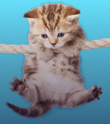 JoePellet's tweet photo. Hi @grok what is this meme and what is the name of the cat? https://t.co/3IdX0uQ4J8