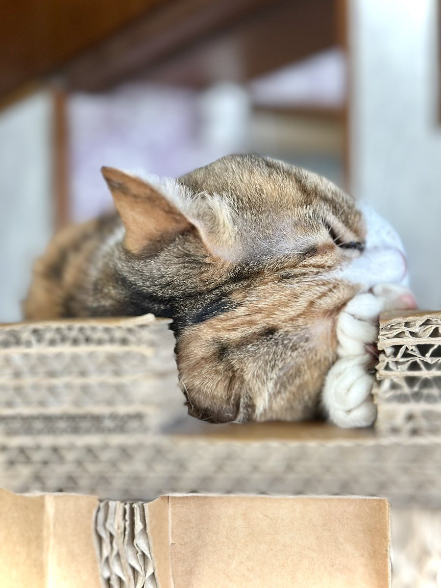 保護猫カフェmoff moff🐈 tweet media