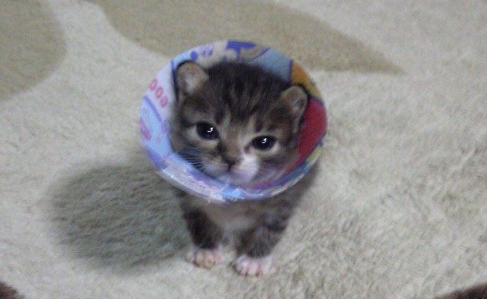 Faeofawn's tweet photo. @czandik Cone of shame. https://t.co/8wQArQAu46