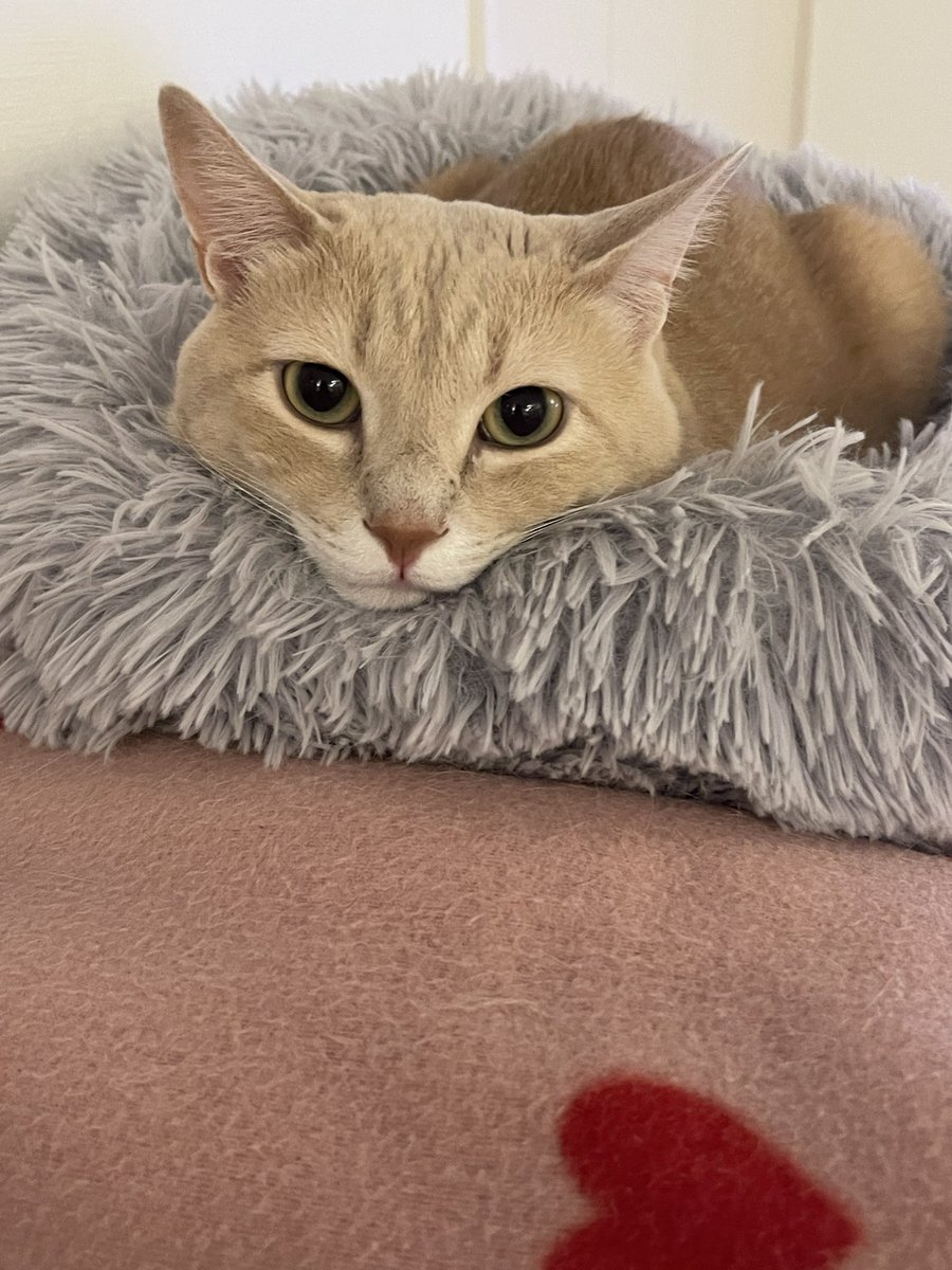 parismilk's tweet photo. @motimoti_seizin ウチのアゴ乗せネッコを送ります https://t.co/uTkhQypfWb