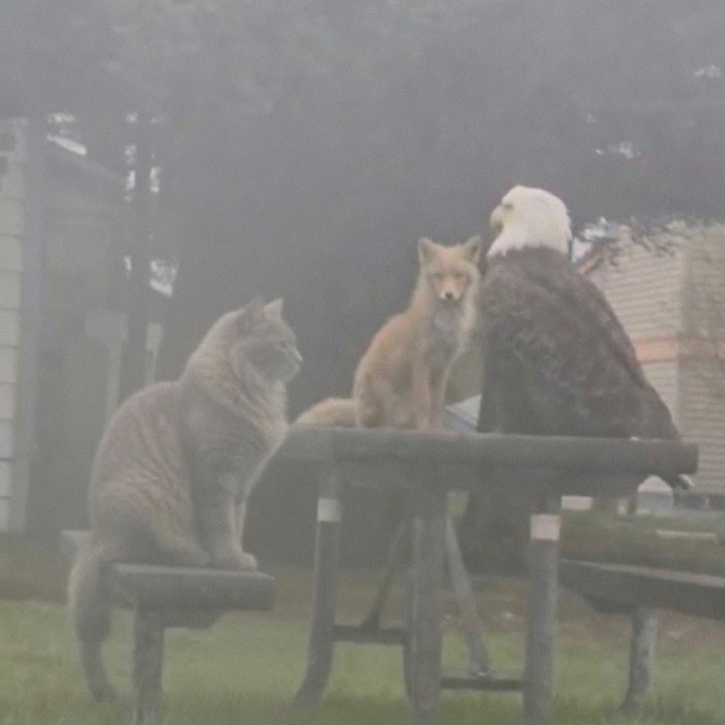 Internetcatsol's tweet photo. Then the cats made everyone on the internet money 

$ICM https://t.co/GIiHGbqjUN
