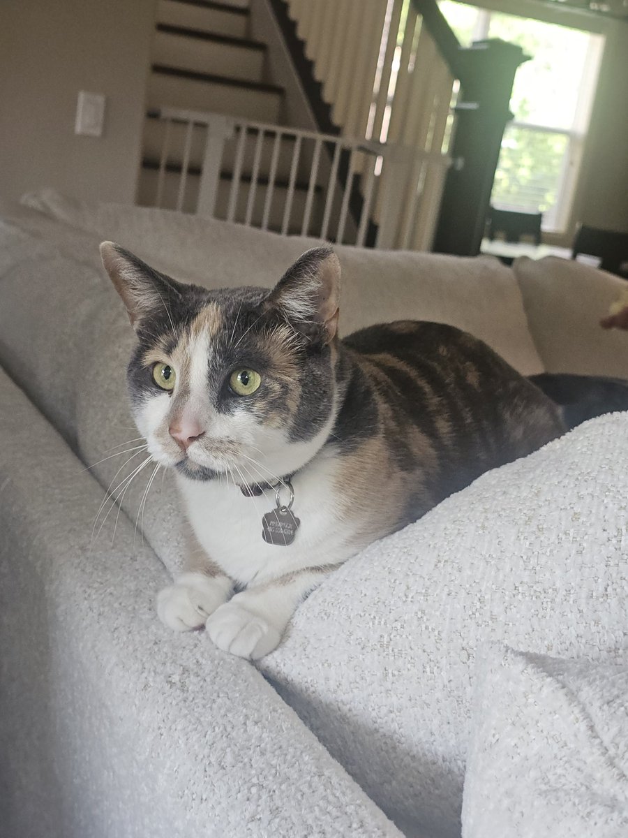 Lykandus's tweet photo. @ethanjuiced Your post showed up randomly on my feed and I got jumpscared by seeing my cat here. https://t.co/CkfCUX2tlB