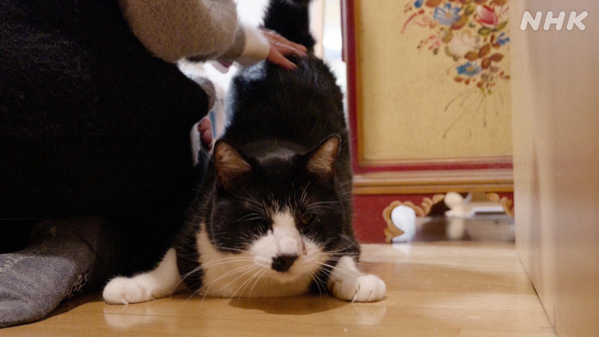 NHK_PR's tweet photo. 【画家・犬丸宣子と4匹の🐈】

名前は……猫丸、猫助、猫納言、猫小町。

性格も人との距離感もバラバラ。しなやかな猫の姿、画家がそのフォルムに見出したのは？

 #ネコメンタリー
今夜 10:30 #Eテレ
エッセイ朗読：吉岡里帆
https://t.co/JD53df4O0R https://t.co/6TJG1JVZv6