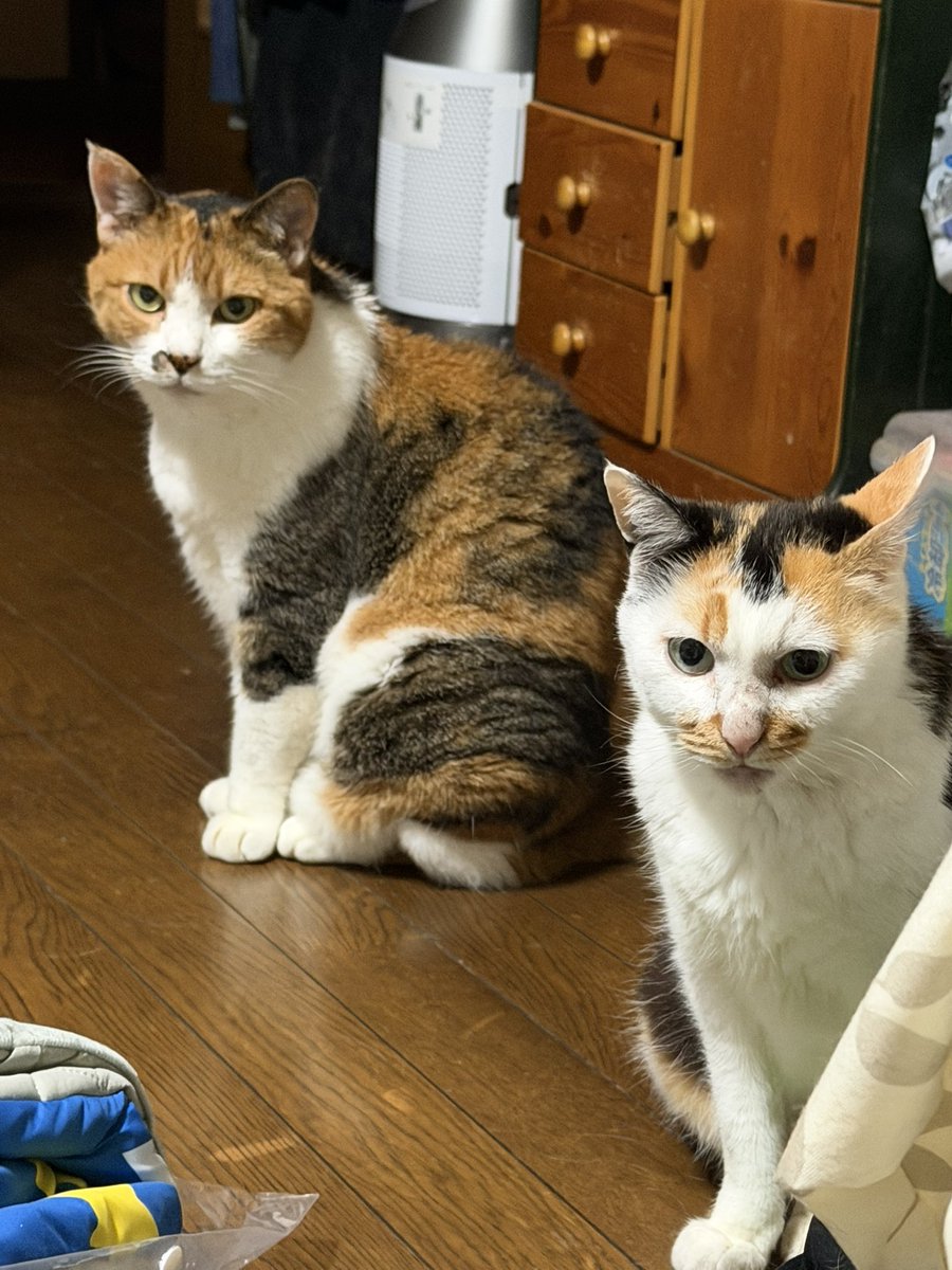 ekichoTAMA's tweet photo. にゃんご！久々びさのさんちゃん、 SUNたまたまのツーショットにゃんご！ https://t.co/q4yqYfrSxR