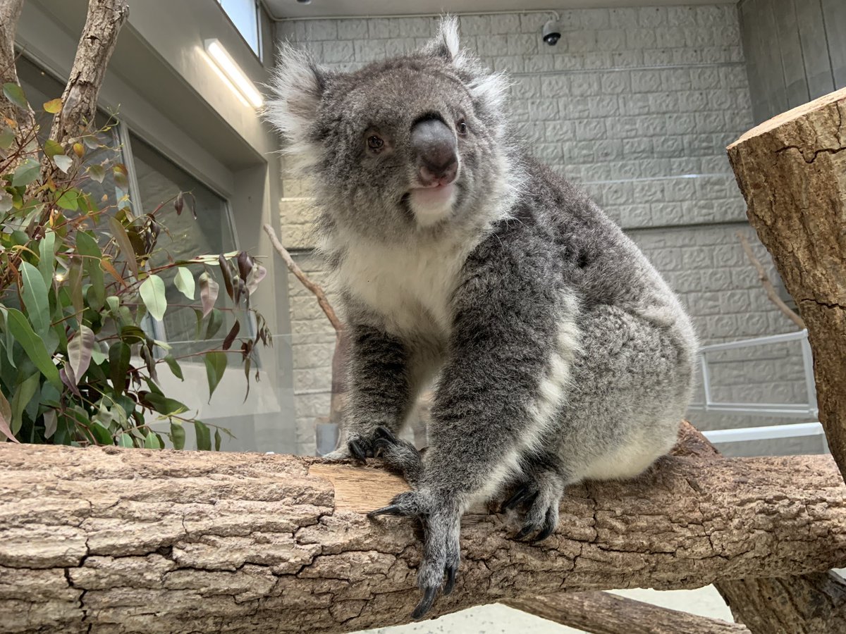 englandhill_zoo's tweet photo. 一昨日の夜、国内最高齢であったコアラの「のぞみ」が他界しましたことをお知らせいたします。
解剖の結果、老化による消化機能不全と診断されました。

最後はいつもの抱っこでそのまま眠り、ほどなくして息を引き取りました。

献花台の設置等については改めてお知らせいたします。 https://t.co/oCHu3j2diC