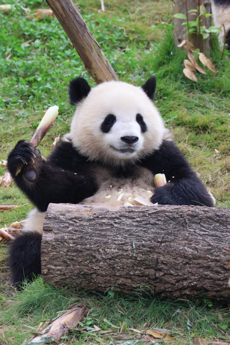 xiangchan77's tweet photo. 🎂Happy 4th Birthday🎂
🎉🐼Beichen and Beixia🐼🎉
大好きな世界三大坊ちゃんの北辰と双子の北侠、4歳のお誕生日おめでとう🎈🎉撮影時期が全然違う写真を一枚ずつ🤭
#北辰 #小甜包 #北侠
#beichen #beixia
#happybirthday https://t.co/eMPZnQaVYA
